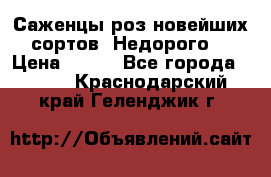 Саженцы роз новейших сортов. Недорого. › Цена ­ 350 - Все города  »    . Краснодарский край,Геленджик г.